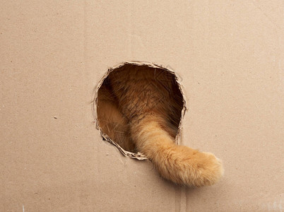 红成年猫把他的爪子放进棕色纸盒里的一个圆洞里可图片