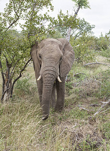 在Kruger公园里危图片