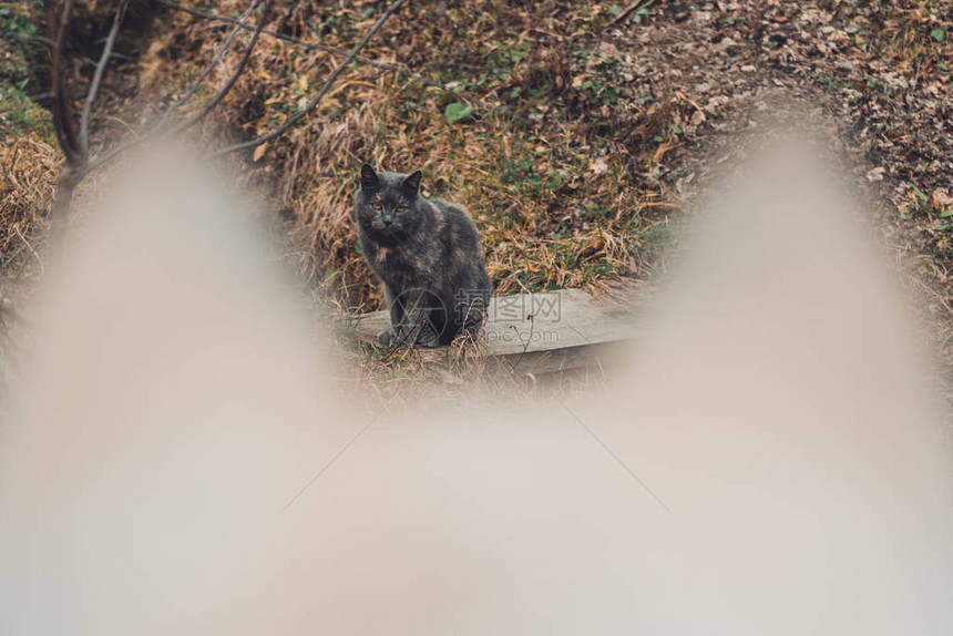 黑狗背景上的灰猫图片