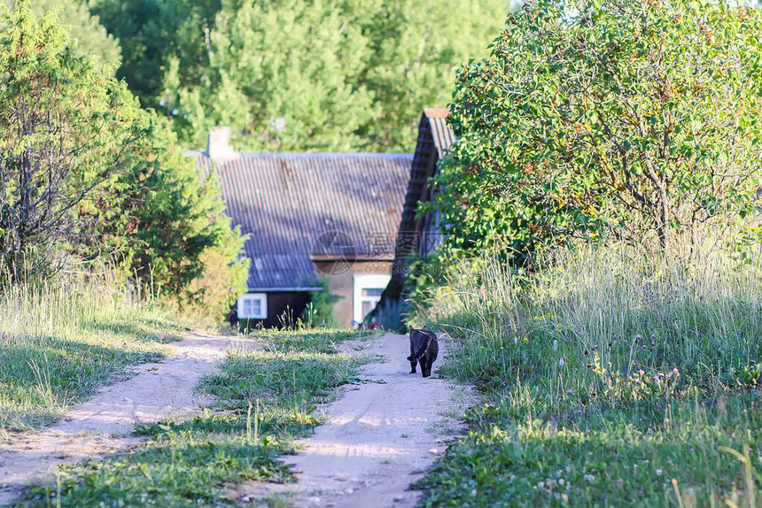 乡村房屋建筑背景上有趣的年轻小猫户外游荡于农村家图片