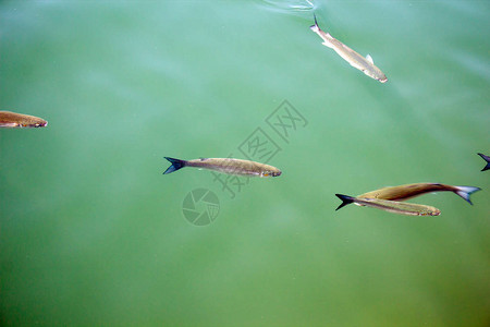 光头短壳鱼在奶油绿色黑水中背景图片