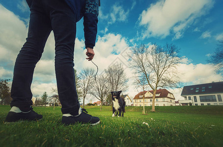 听话的纯种边境牧羊犬在公园户外玩游戏图片