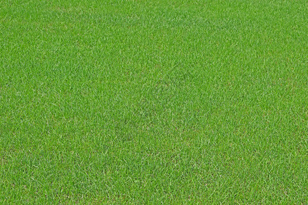 绿草质背景草坪图片