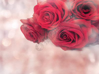 爱情人节的情人节有红玫瑰花背景图片