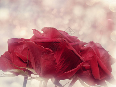 爱情人节的情人节有红玫瑰花背景图片