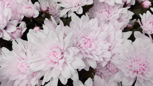 粉红色花朵背景图片