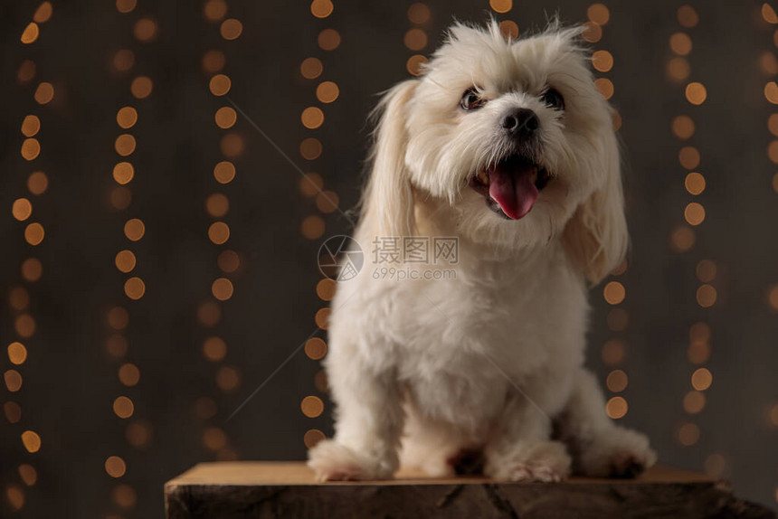 快乐的小比熊犬伸出舌头图片