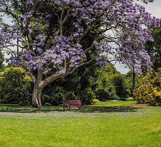 墨尔本皇家植物园的Jac背景