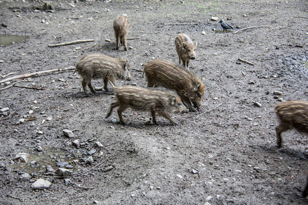 野猪在泥里觅食图片