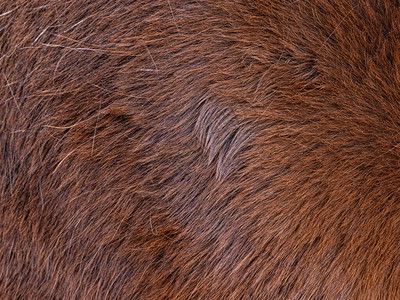 棕色马在梳洗长的温暖冬季毛皮后春皮图片