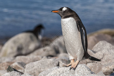 根托企鹅在南极海滨内图片