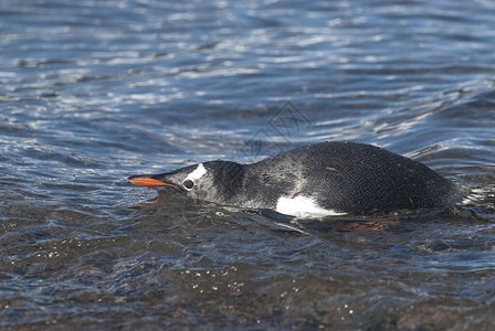 GentooPento企鹅在AntNeko港的南图片