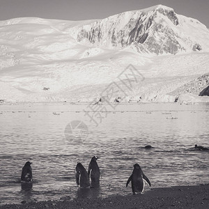 GentooPento企鹅图片