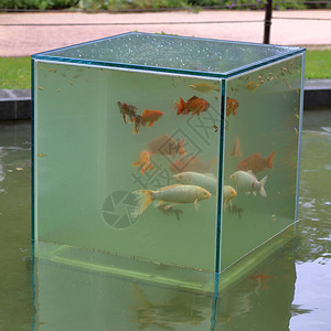 大型玻璃透明水族馆池塘表面有鱼背景图片