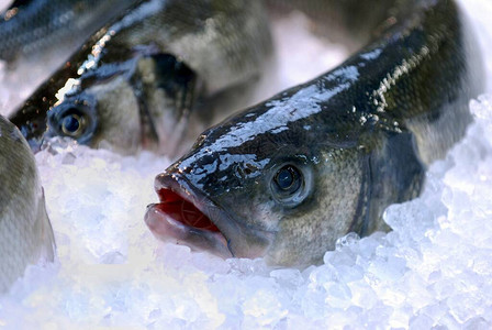 鱼摊冰上的新鲜鲈鱼背景图片