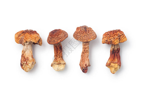 白色背景上的干姬松茸蘑菇图片
