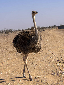 女OstrichStruthiocalumusAlWusha野生动物图片
