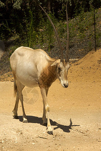 弯刀羚羊弯刀角羚羊撒哈拉羚羊Oryxd图片