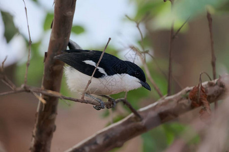 一只埃塞俄比亚小鸟Laniariusaethiopicu图片