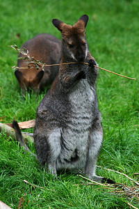 一只小袋鼠在澳大利亚吃树枝背景图片