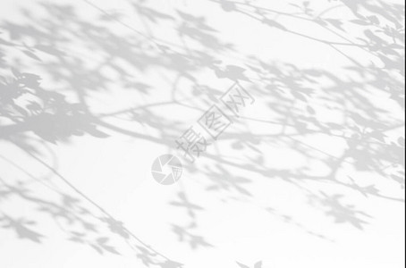 天然树叶枝落在白墙纹理上的抽象灰色阴影背景设计图片