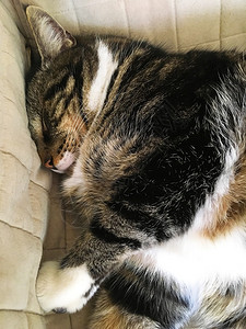 睡在沙发上的懒惰大猫图片