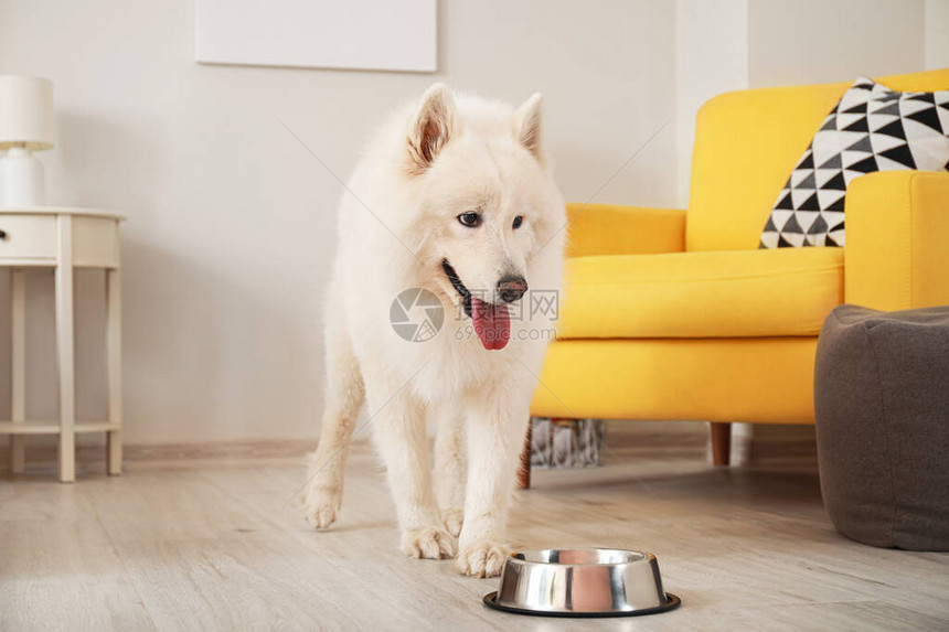 在家里用碗吃的可爱萨摩耶狗图片