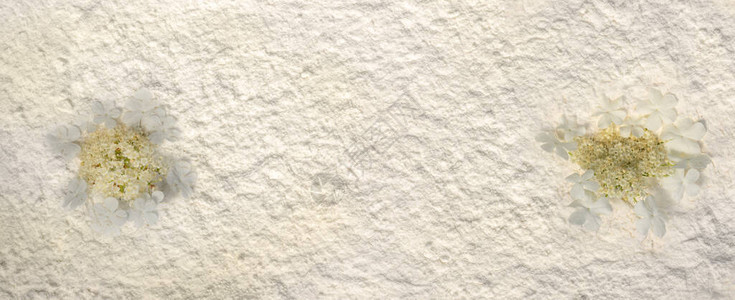 白色粉末背景上的两个荚蒾扁圆形小白花簇花的框架明信片模板复制空间图片