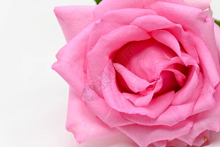 粉红玫瑰花朵的紧美花瓣在白图片