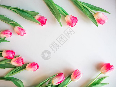 花朵框架玫瑰郁金香图片