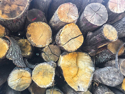 各种尺寸的切割树干在森林中记录身体木柴堆森林砍伐区切碎的木材堆图片