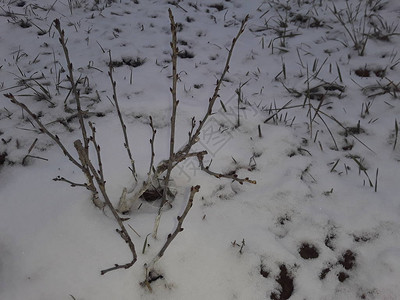 冬季第一雪覆盖了白雪覆盖图片