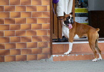 男人和他的狗街上的狗图片