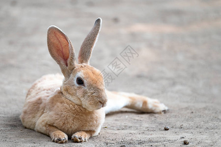 可爱的小黑眼兔子长耳朵躺在地上有选择图片