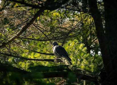 一只鸽子坐在树深处的树枝上背景图片