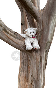 悲伤和风化的玩具熊或树上的狗背景图片