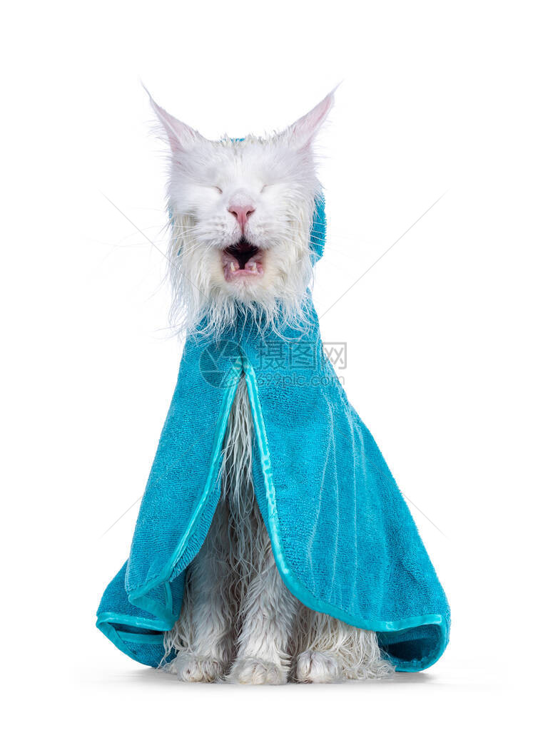 面朝前坐着绿宝石毛巾披肩的缅因蓝眼睛猫图片