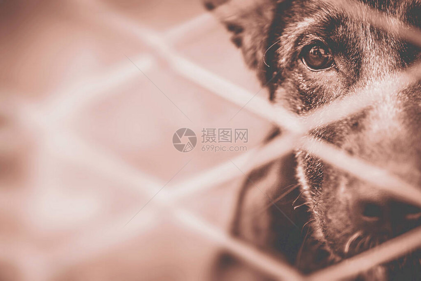 被遗弃的狗悲伤的小狗眼睛寻求收养的宠物详细信息悲伤和悲伤流浪被遗弃的图片