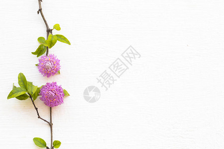 五颜六色的花朵苋菜粉红色亚洲当地植物群排列平铺明信片风格图片