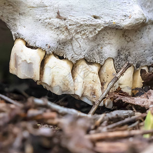 树林里一只死动物的白头骨上紧贴着牙尖的广场图片