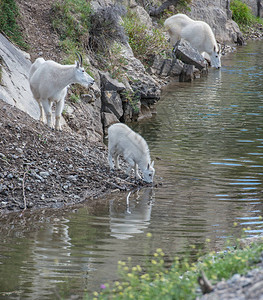 山羊动物自然动物群图片