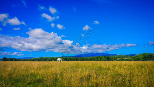 风景叫田园夏天图片