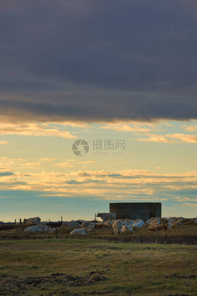 牧场上的奶牛与戏剧天空图片
