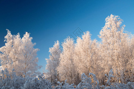 与白雪皑的树木和蓝天的冬季景观图片