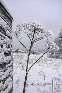 在雪地里干图片