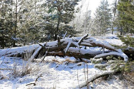 冬季森林的枯树松林的冬天风景阳图片