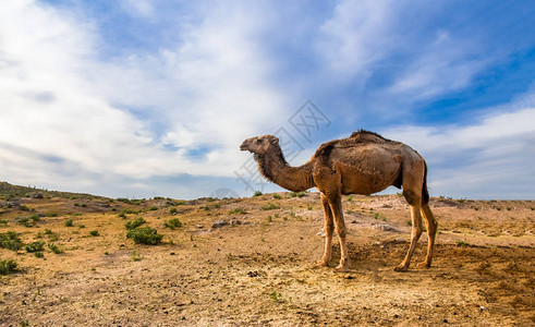 棕色骆驼动物正站在沙漠中这只骆驼在土耳其图片