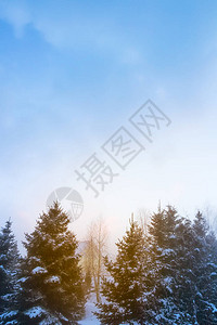 冬天在森林里温暖的雾日图片