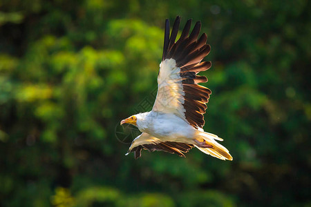 埃及秃鹫尼夫龙percnopterus鸟在飞行中猎食在阳光明图片