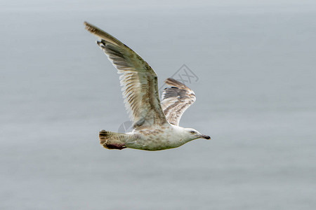 在海边飞翔的海鸥图片